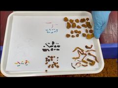 Selección del hilo de la carne de pollo