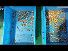 Διαλογή Καρυδιών Μέρος 2