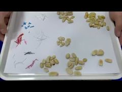 Ταξινόμηση Φιστικιών II