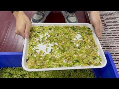 Dried Cabbage Sorting